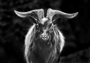 Belfast Zoo's Photographic Competition - Highly commended in category C, best black and white picture - African pygmy goat by Fiona Beattie